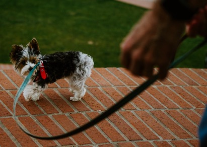 puppy lead pulling