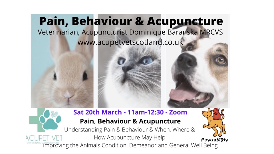 acupuncture, pain and behaviour